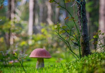 Steinpilz – der König der Pilze