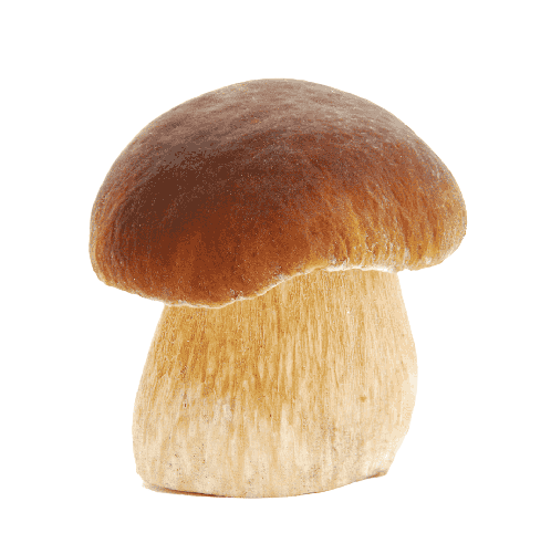 boletus-transparent.png